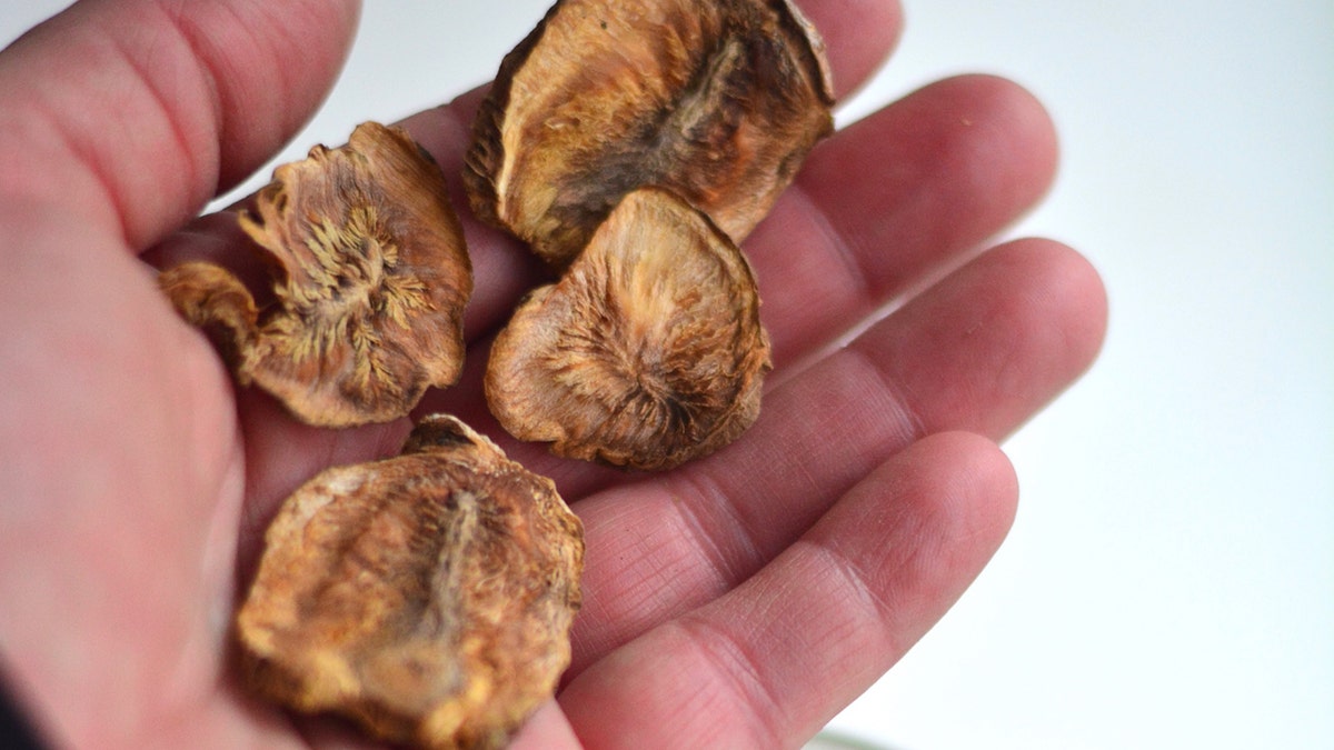 Dried chicory root